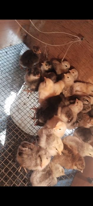 Продам цыплят недельных