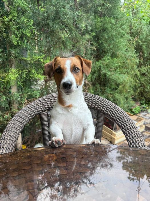 Вязка джек рассл