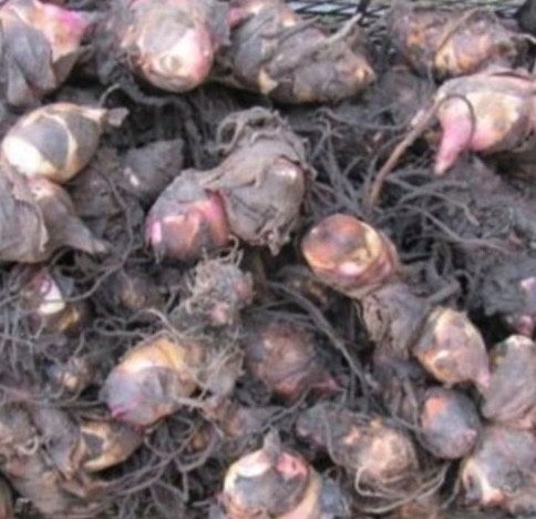 продам луковицы каны