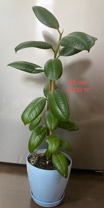Продам фикусы: фикус эластика,  долларовое дерево!