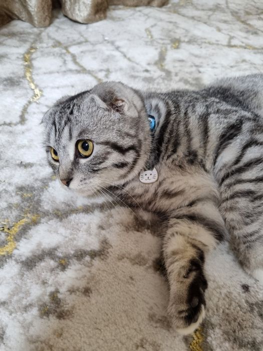 Mushuk (Scottish Fold) sotiladi