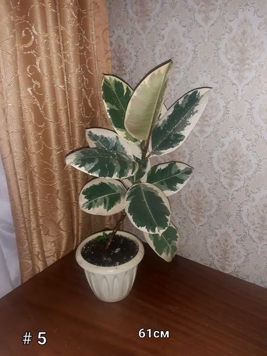 Фикусы разные. Распродажа