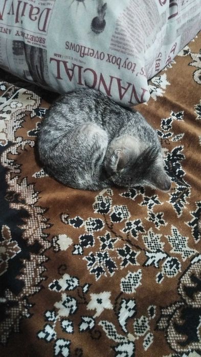 Котенок в добрые руки