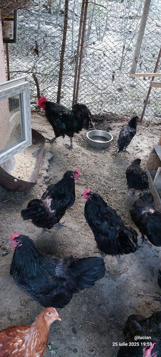 Vand familie australorp
