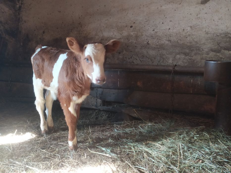 Теленок бычок. Скоро будет месяц