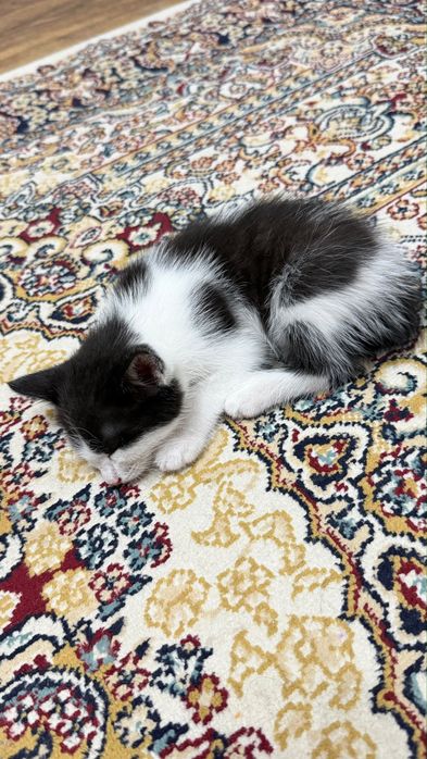 Отдадим котенка в хорошие руки