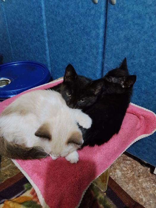 Отдам котят в добрые руки