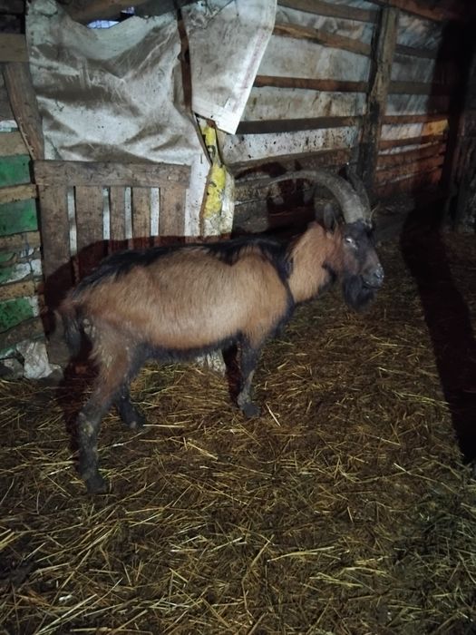 Vând  trei  tapi alpin cu vârste diferite