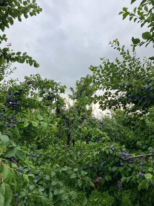 Prune de vânzare CENTENAR