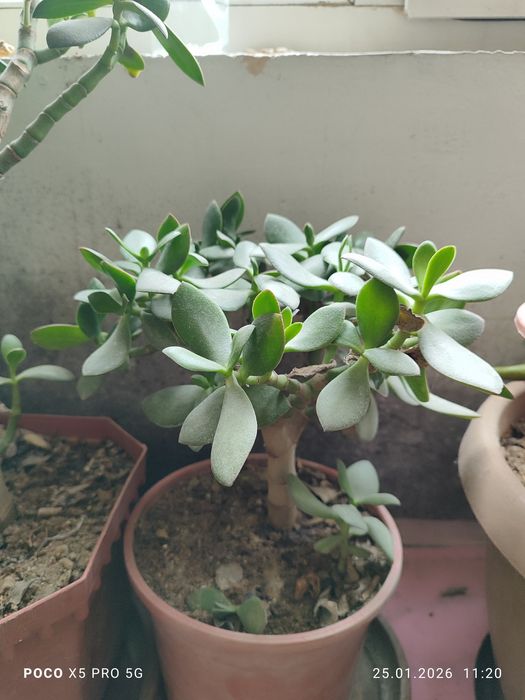 Цветы Денежный дерево