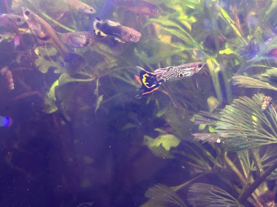Mix guppy & endlers de vanzare