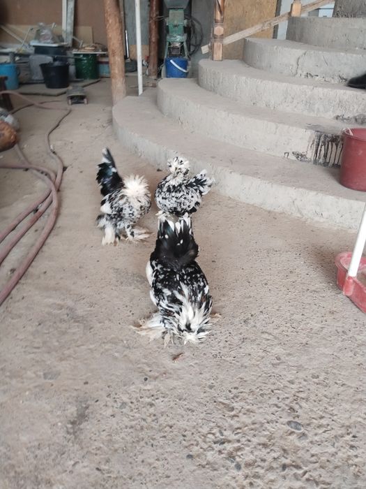 Султанки карлики продаются