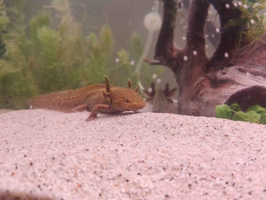 Axolotl cooper subadult