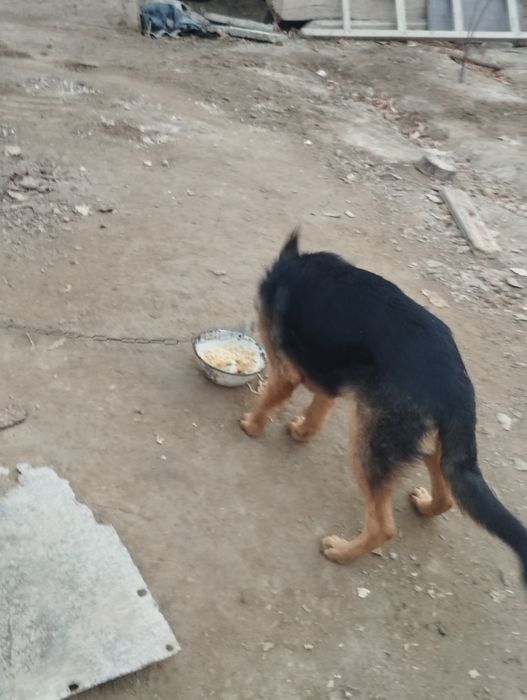 Немецкая овчарка