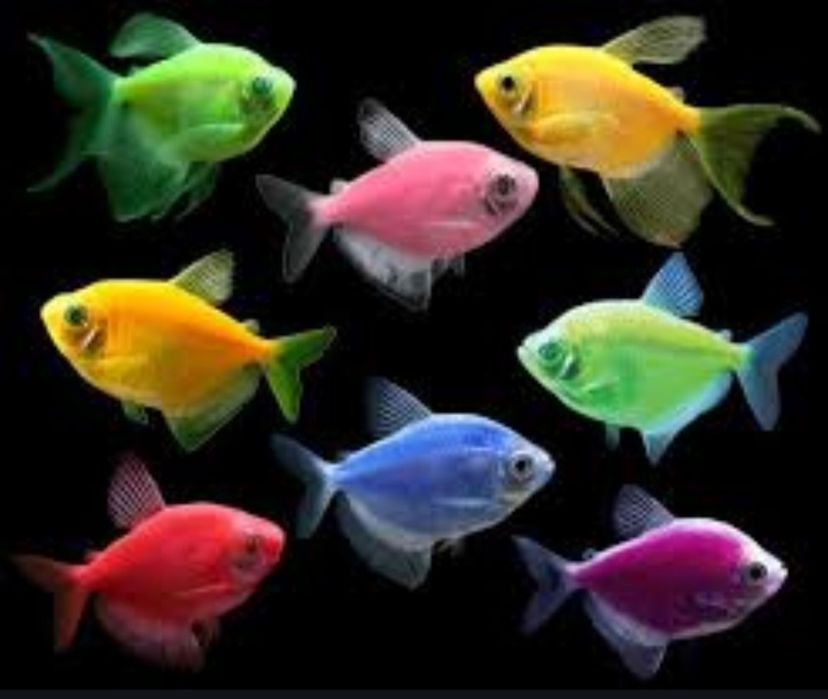 Рыбки разноцветные