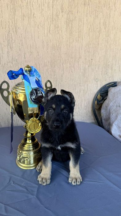 Щенки Восточно Европейской Овчарки