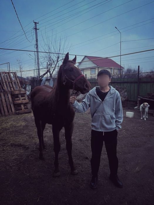 Продам байталку полукровь