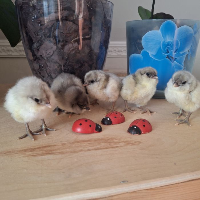 Цыплята амераукана