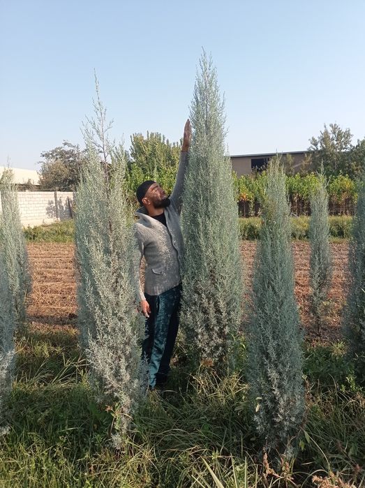 Арчалар ва гуллар