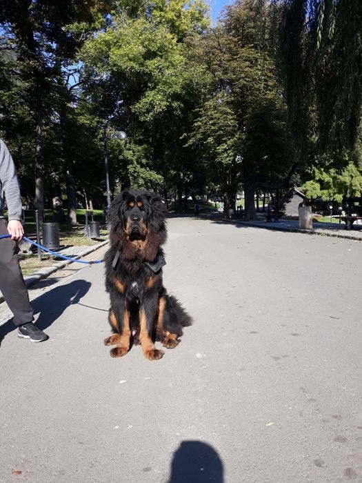 Dresaj canin toate rasele