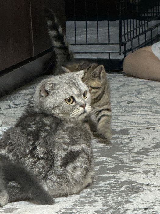 Продаётся кошка, Scottish Fold