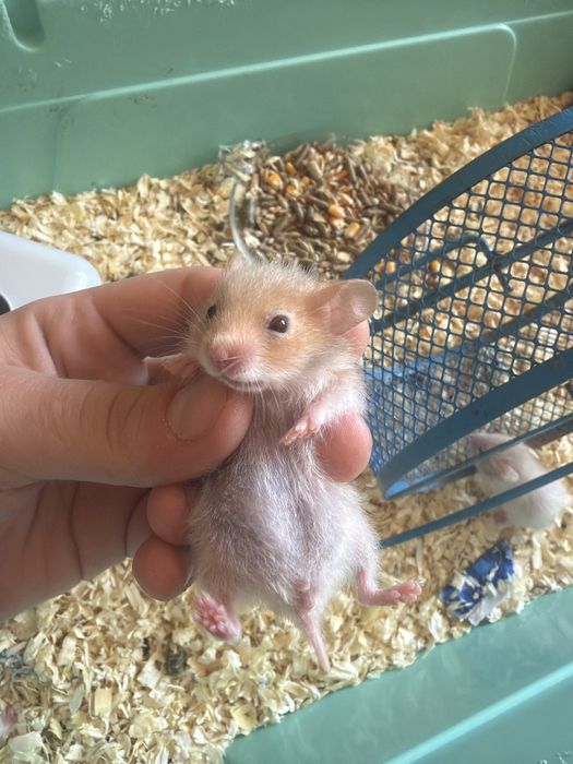 8 pui de hamsteri sirieni