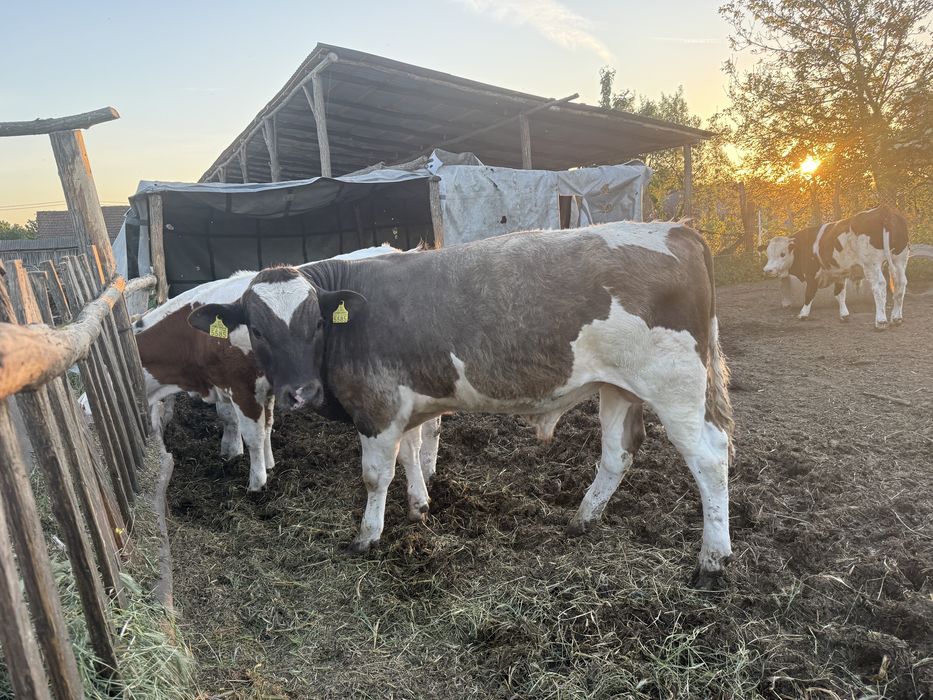 Viței Bălțată Românească / Simmental , 400-450 kg