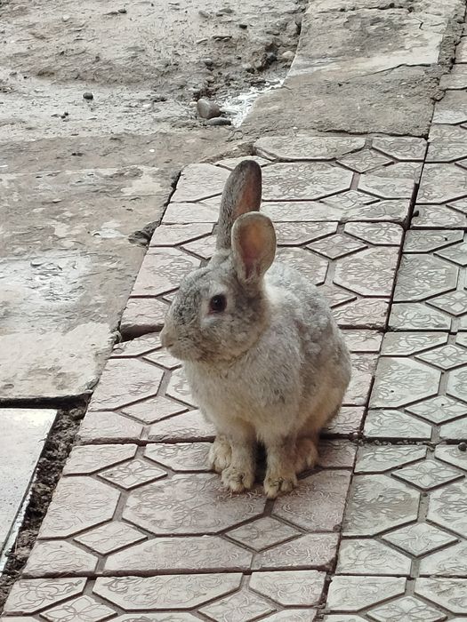 Quyon 2 xel paroda 7 ta