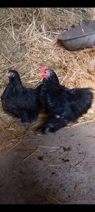 Курица чайник Японча tuxumlari sotiadi