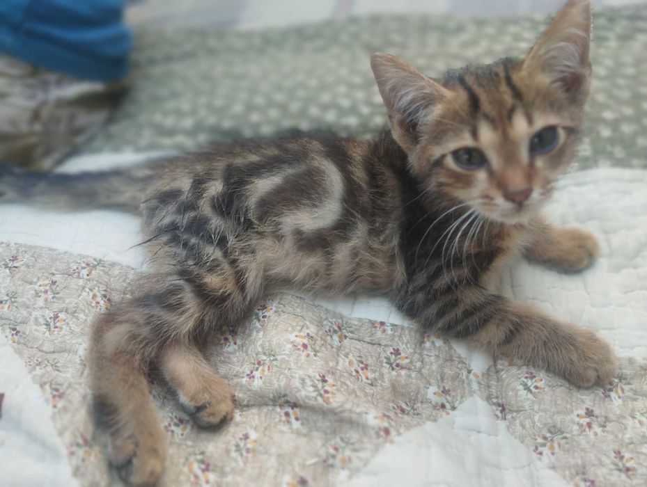 1 yarim oylik Bengal zodli tabiiy mushukcha