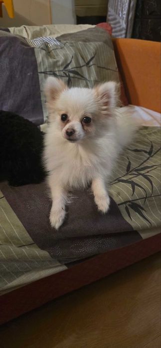 Продавам мини немски шпиц