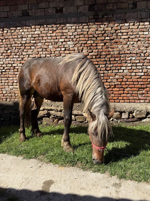 Manz de 1.9 luni