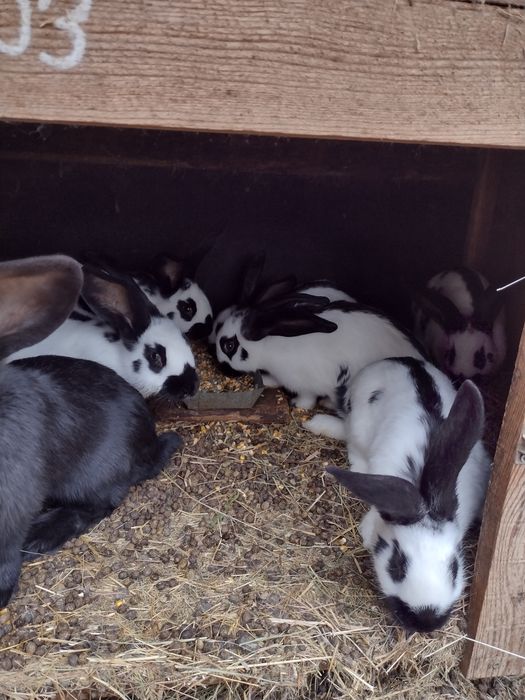 Зайци Немски пъстър великан Пеперуда