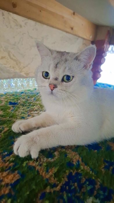Британ мущугимиз сотилади