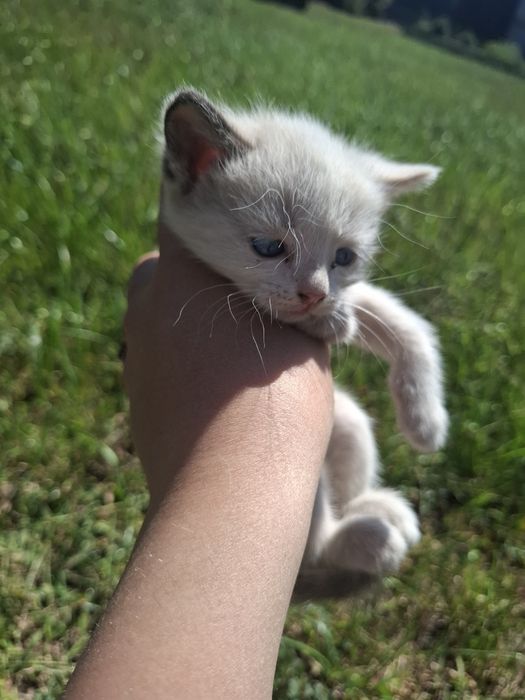 Отдам котят бесплатно