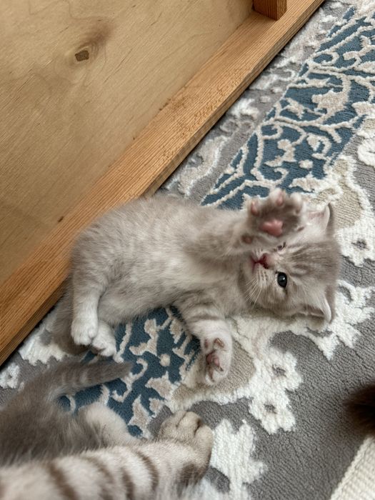 продаётся милые котята пародисты 100k 120k
