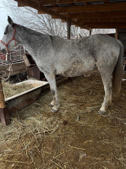 Бие кобыла байтал