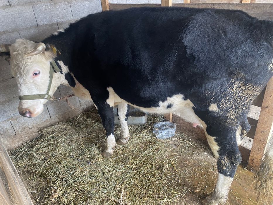 Бұзаулы сиыр сатылады