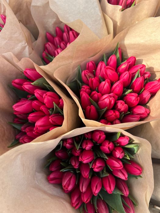 Продам голландские тюльпаны