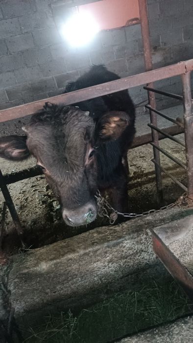 Продам телок и бычка