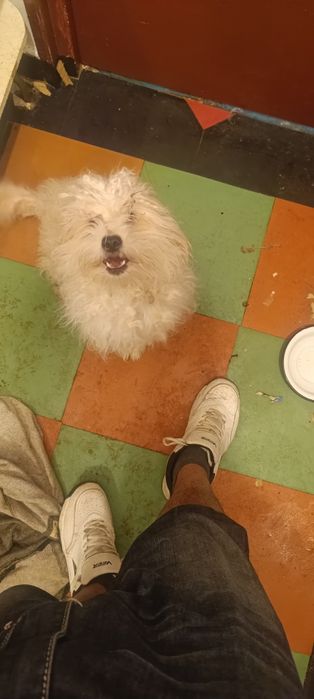Donez căței bichon