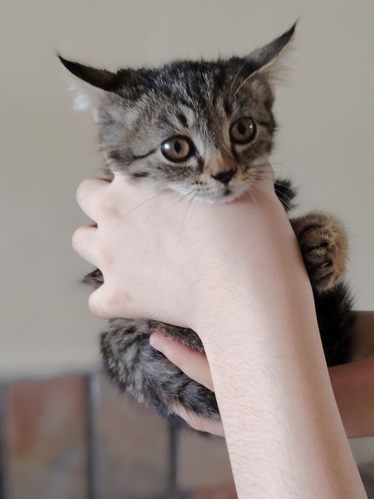 Хотим раздать котят в добрые руки