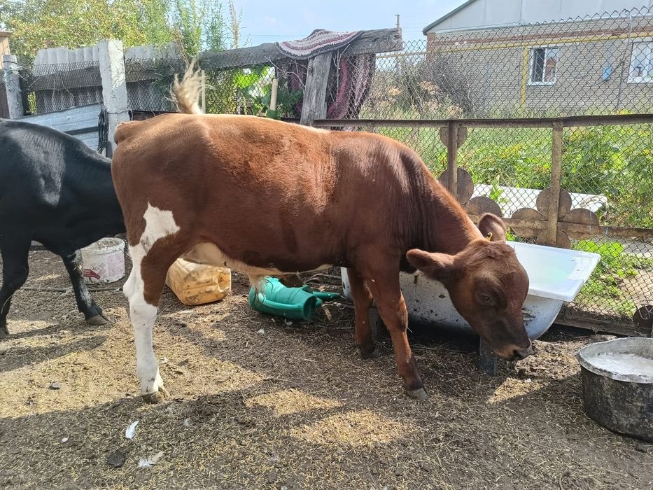 Продам бычков семимесячных