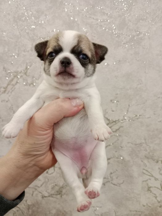 Щенки Чихуахуа-открыта бронь.