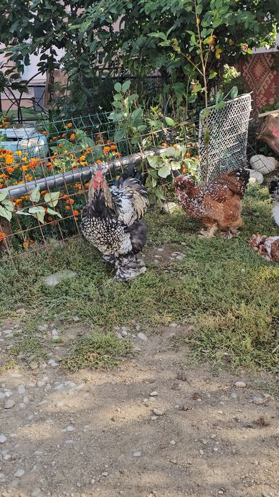 Cocosi  silver Laced