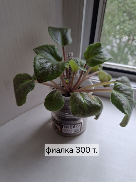 Продаю цветы разные