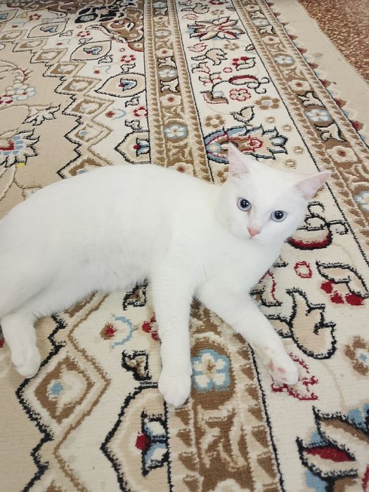 Отдам кошку в хорошие добрые руки