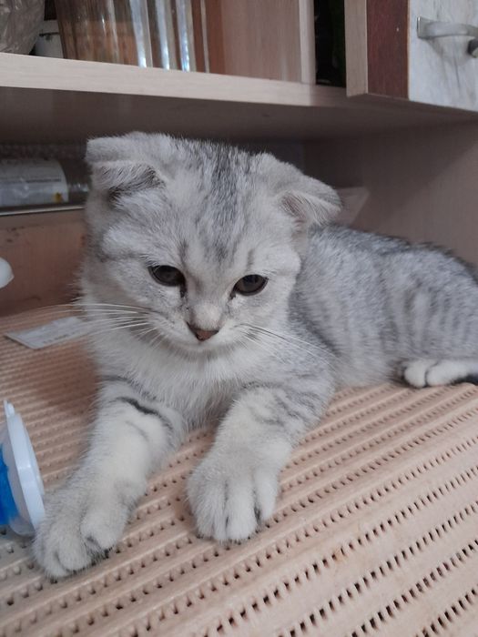 мушук сотилади. зоти серебристый шиншила фолд.