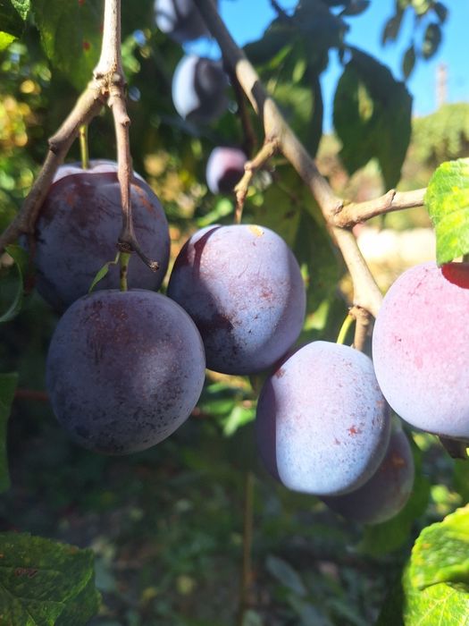Prune de vanzare