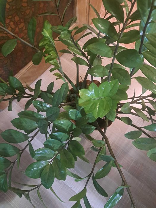 продавам замиокулкас,голям около 50 см. в диаметър,подходящо за офис или за по-голямо помещение в дома.